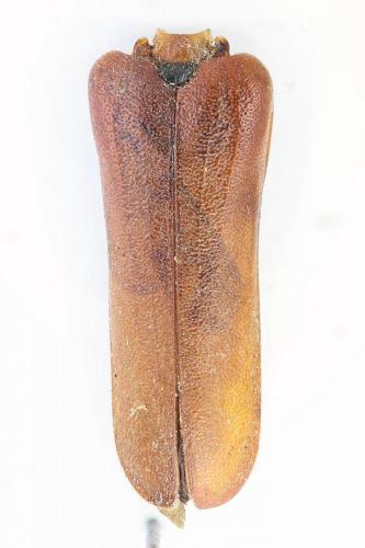 Rhamnusium bicolor
